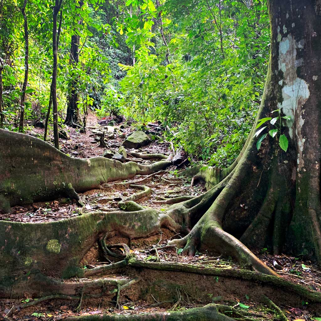 Hiking