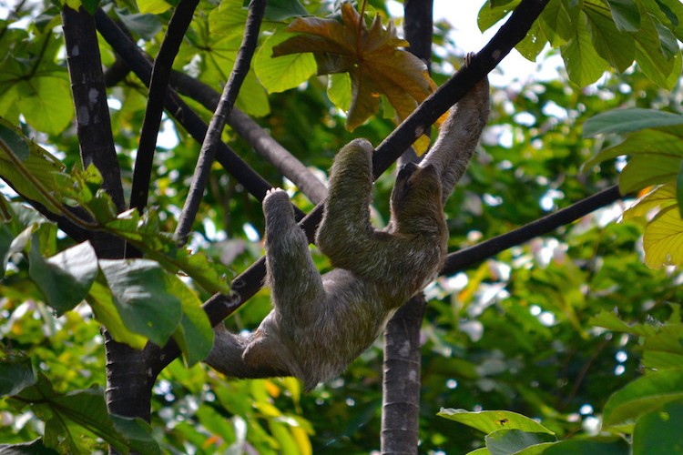 Sloth