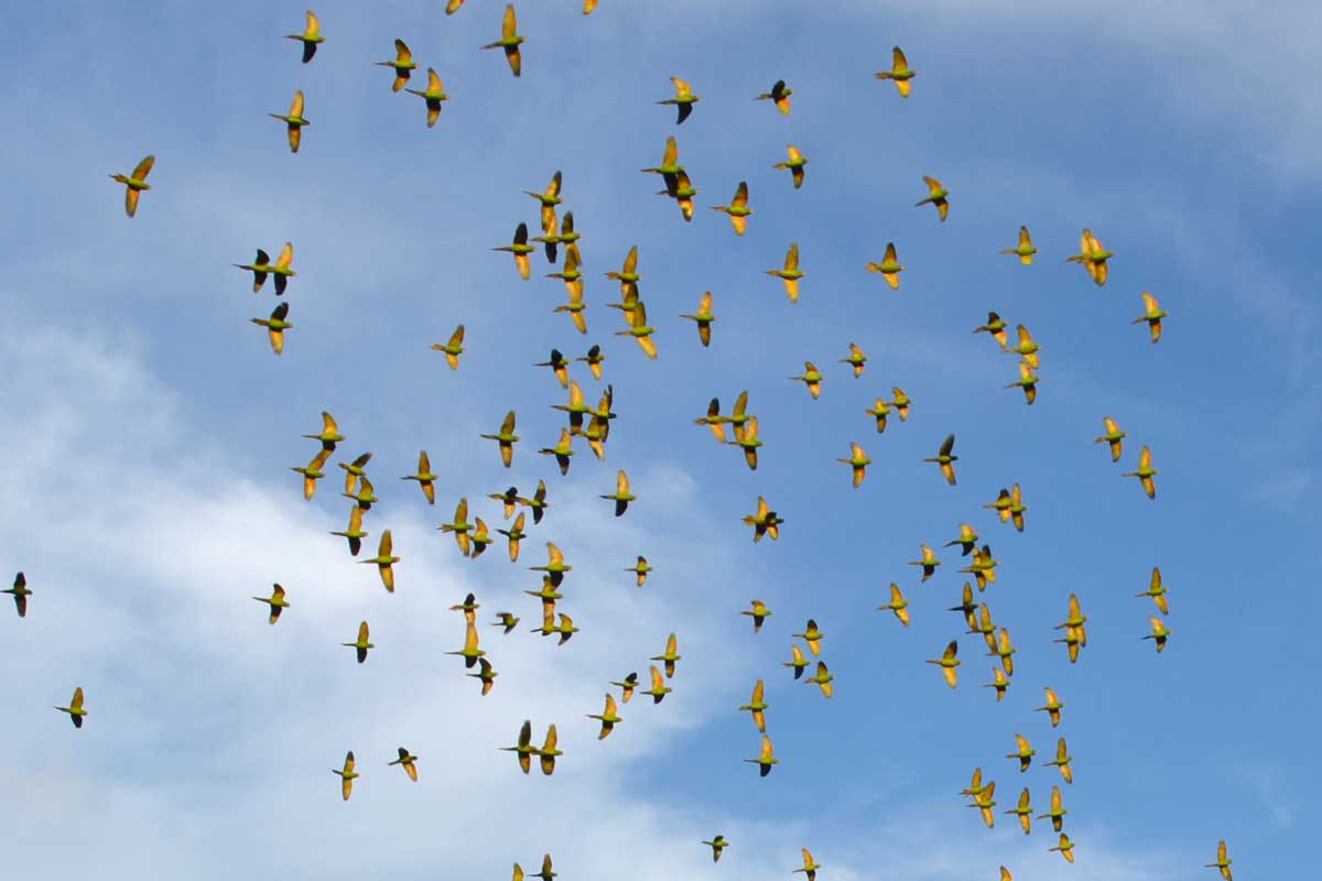 Birding
