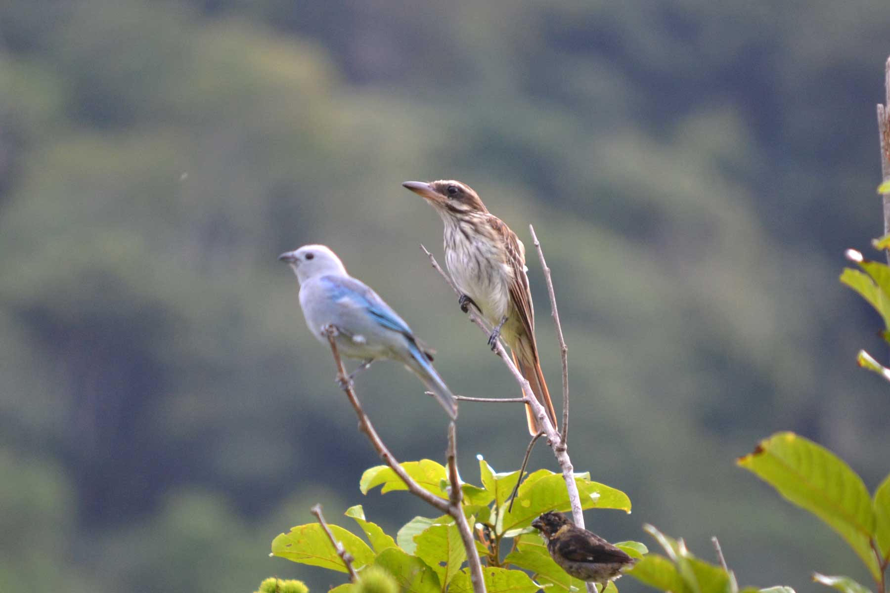 Birding
