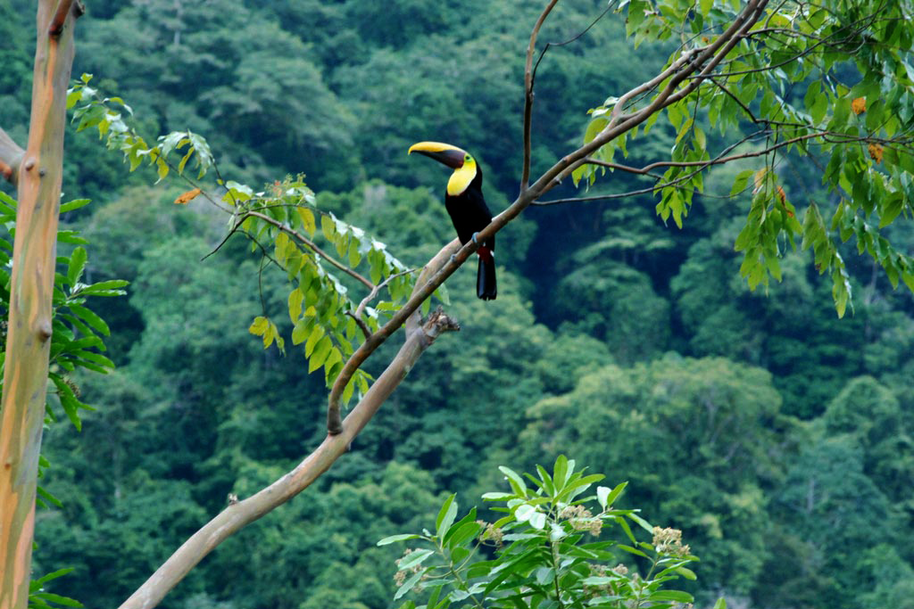 Toucans